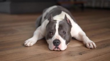 Şirin bir köpek ahşap bir zeminde yatıyor, neşeli ama rahat tavrını sergiliyor, neşeli bir evi somutlaştırıyor.