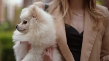 Çekici beyaz Pomeranya köpeği şık bir insan tarafından açık havada tutuluyor, şirinlik ve zarafet sergiliyor..