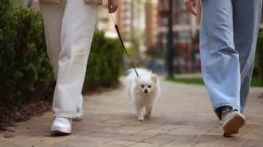 Mutlu bir çift, güneşli bir günde küçük köpekleriyle canlı bir parkta gezintiden zevk alır.