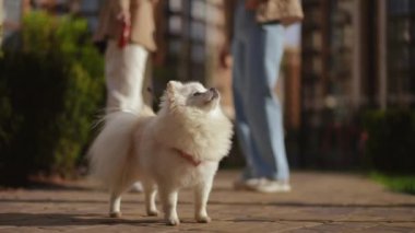 Tüylü beyaz bir köpek, canlı bir şehir parkında, arka planda insanların yürüdüğü güzel bir gezintinin keyfini çıkarıyor.