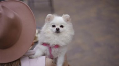 Şirin ve tüylü beyaz bir Pomeranya köpeği bir insan tarafından sevgiyle tutuluyor, inkar edilemez güzelliğini ve tarzını sergiliyor.