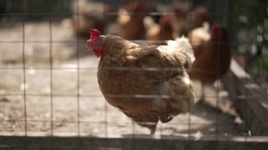 Canlı bir kahverengi tavuk grubu çitlerle çevrili bir çiftlik bahçesini keşfederek doğal çiftlik hayatını güzellikle sergiliyor.