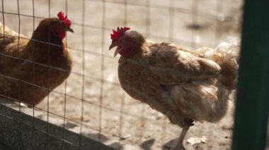 İki neşeli tavuk canlı bir çiftlikte kesişiyor, kırsal yaşamın canlılığını ve çiftlik hayvanlarını vurguluyorlar.