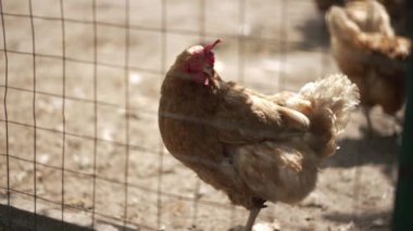 Özgür bir tavuk, sağlıklı bir çevrede doğal davranışlar sergileyerek geniş çevresini dolaşır.