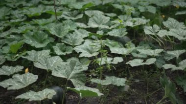 Yeşiller yemyeşil yapraklar, doğal bir çevrede görülen canlı büyümeyi gözler önüne sererek geniş bir alana yayılırlar.
