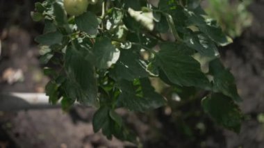 Sarmaşıktaki taze yeşil domateslerin canlı bir görüntüsü, yemyeşil bir ortamda bahçelerini sergiliyor.