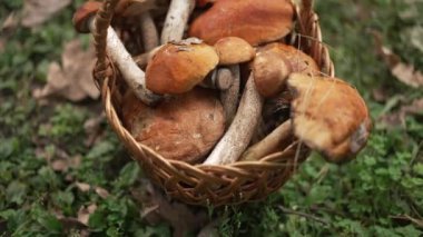 Yeşillik çimenlerin üzerinde duran taze mantar çeşitleriyle dolu taşralı bir sepet.