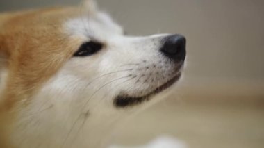 Bir Shiba Inu 'nun bu büyüleyici yakın plan görüntüsü güzel bir şekilde parlak kürkünü ve neşeli ifadesini sergiliyor.