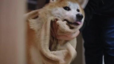 Sevgi dolu bir insanla sevimli bir Shiba Inu köpeği arasındaki çok keyifli bir etkileşim.