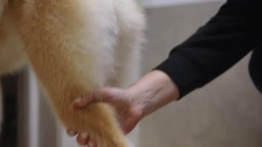 Bir insan mutlu bir şekilde Shiba Inu köpeğiyle etkileşime geçiyor, tapılası ve eğlenceli bir anı yakalıyor.