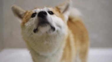 Bu sevimli Akita köpeğinin harika yumuşak bir paltosu ve inanılmaz derecede oyuncu bir tavrı var. Hayvan severler için ideal.