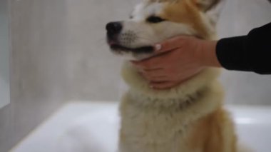 Zevkli bir Shiba Inu köpeği neşeli ve eğlenceli bir banyonun tadını çıkarıyor, neşeli ve dost canlısı doğasıyla hava atıyor.