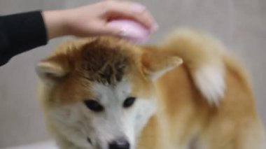 Büyüleyici bir Shiba Inu evcil hayvan ve sahibi arasındaki güçlü bağı ve sevgiyi nazikçe gösteriyor.