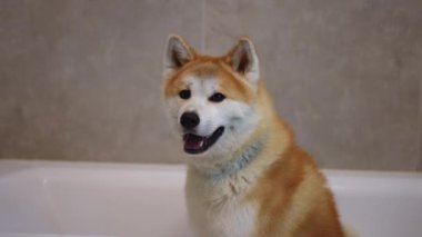 Bir Shiba Inu rahat bir şekilde rahat bir küvette rahatlar, hoş, eğlenceli ve sevimli kişiliğini sergiler.