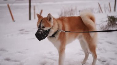 Tapılası bir Akita köpeği, güzel bir kış manzarasında ağızlık ve tasmayla karda oynarken mutlu bir şekilde oynuyor.