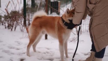 Neşeli bir Shiba Inu, karlı bir günün tadını çıkarıyor. Sıcak bir palto ve tasmayla, buzlu çevresini keşfediyor.