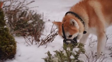 Meraklı bir Akita köpeği resmedilmeye değer karlı bir ortamda hevesle etrafı kokluyor ve kışın güzelliğini yakalıyor.