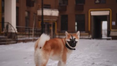 Karlı bir açık hava ortamında renkli bir maske takan neşeli bir köpek mutlu bir şekilde bazı binaların yanında duruyor.