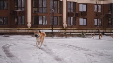 Kabarık tüylü bir köpek, yoğun şehir ortamında, yüksek binalarla çevrili, yoğun, taze kar içinde gezinir.