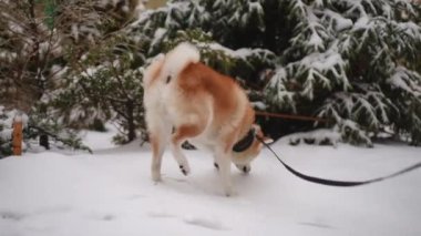 Neşeli, neşeli bir köpek, güzel kış manzarasıyla çevrili yumuşak ve karlı zemini keşfediyor.