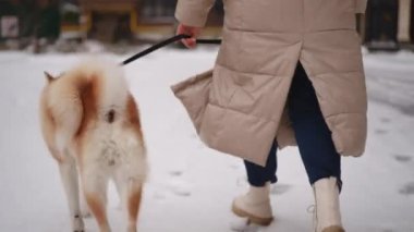 Bir insan karda Akita köpeğiyle gezintiye çıkıyor. İkisi de rahat bir kış kıyafeti giymiş.