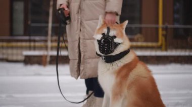 Sahibi Akita köpeği ile görüldü. Ağızlık takmış, dışarıda güzel, karlı bir günün tadını çıkarıyordu.