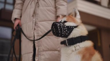 Ağızlıklı bir Akita sahibi ile gururla durur, sorumlu hayvan sahipliğini ve bakımını ön plana çıkarır.