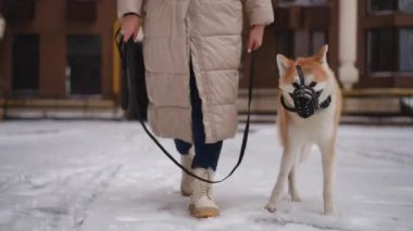 Sıcak bir kış sahnesinde bir insan, sevimli bir Akita köpeğinin yanında karlı bir yürüyüşte mutlu mesut eğleniyor.