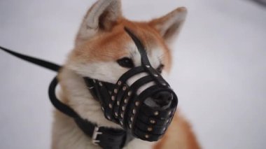 Görkemli ve güzel bir Akita köpeği karlı bir kış gezisinde şık ve şık bir ağızlık takar.