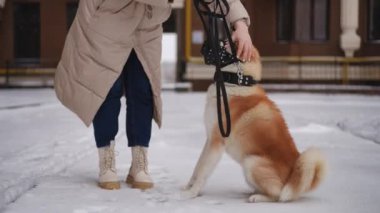Bir insan, Akita köpeğini karlı bir sokakta gezdiriyor. Kışlık evcil hayvan bakımı ve kentsel yaşamın önemini gösteriyor.
