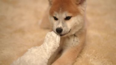 Neşeli bir Shiba Inu yavrusu rahat bir ortamda rahat bir şekilde dinlenirken mutlu bir şekilde pelüş oyuncağın tadını çıkarıyor.