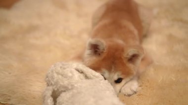 Yumuşak pelüş bir oyuncağa kapılmış sevimli bir köpek yavrusu, oyuncu masumiyet ve cazibenin özünü yakalıyor.