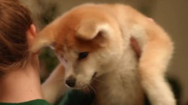 Sevimli küçük bir köpek yavrusu bir insan tarafından nazikçe ve sevgiyle tutuluyor. Güzelce sıcaklığını ve şefkatini gösteriyor.