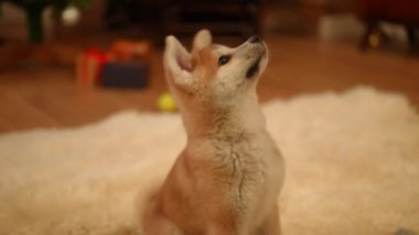 Şirin bir Shiba Inu yavrusu tuhaf bir şekilde sıcak ve davetkar bir şekilde içeri bakıyor.