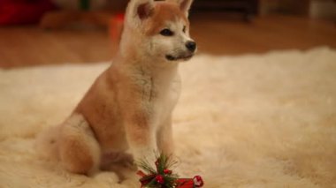 Keyifli ve büyüleyici bir Akita köpeği zarif bir şekilde süslü bir bayram ortamında renkli süslemelerle süslenmiş.