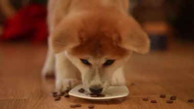 Şirin bir Shiba Inu yavrusu renkli bir tabaktan yemeğin tadını çıkararak neşeli ve şirin doğasını sergiliyor.
