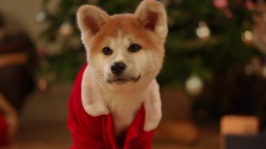 Neşeli, kırmızı bir süveter giyen Akita köpeği güzel dekore edilmiş bir Noel ağacının yanında sevinçle oturur.