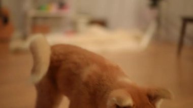 Şirin bir Akita yavrusu ahşap zeminde neşeyle yürüyor, neşeli ve meraklı doğasını gözler önüne seriyor.