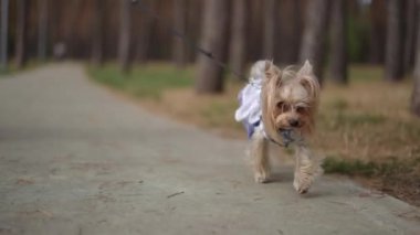 Bir Yorkshire Teriyeri 'nin orman yolu boyunca tasmayla güvenle yürüdüğü yakın çekim görüntüsü. Küçük köpek zarif bir kıyafet giyer, ipeksi kürkü rüzgarda hafifçe eser. Huzur