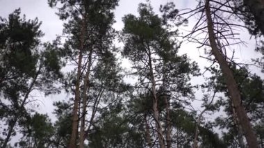 Bereketli bir ormanda yükselen çam ağaçlarının sakin manzarası. Yoğun yeşil yaprakları bulutlu bir gökyüzünün altında doğal bir gölgelik oluşturuyor. Sahne, doğanın güzelliğini gözler önüne seriyor.