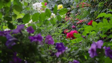 Rengarenk çiçeklerin zengin çeşitliliğinin yanı sıra yemyeşil yapraklar içeren güzel ve canlı bir bahçe sahnesi.