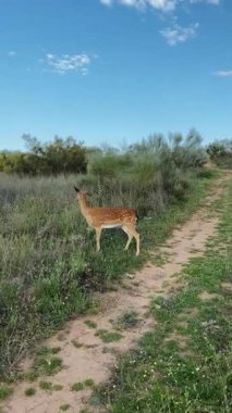 Güzel ve zarif bir geyik, berrak ve parlak mavi gökyüzünün altında yemyeşil bir arazide yürüyor.