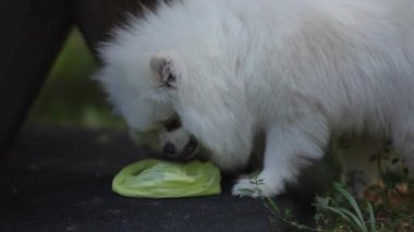 Kabarık tüylü beyaz bir köpek mutlu bir şekilde araştırır ve doğadayken yeşil bir aperatifi kemirmekten zevk alır.