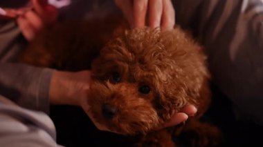 Küçük, tüylü bir köpek nazikçe tutuluyor, sevimli özelliklerini ve oyuncu kişiliğini sergiliyor.