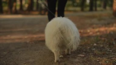 Tüylü beyaz bir köpek sahibinin yanında canlı yeşilliklerle dolu güzel bir park yolunda mutlu bir şekilde yürüyor.