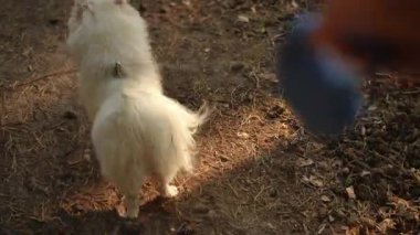 Kabarık tüylü beyaz bir köpek, doğal bir doğa ortamında sahibiyle etkileşime girer, neşe ve arkadaşlığı ön plana çıkarır..