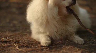 Şirin, tüylü, tüylü, Pomeranya köpeği mutlu bir şekilde sopayı kemirmekten zevk alır.