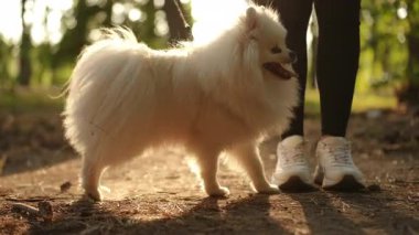 Ağır çekim. Kabarık tüylü beyaz bir köpek, enerjisini, neşeli ruhunu ve muhteşem kürkünü sergileyerek doğada yürümekten zevk alır.