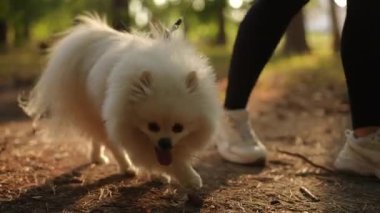 Ağır çekim. Yumuşak tüylü bir Pomeranya köpeği neşeyle yürüyor yemyeşil yemyeşil bir patikada