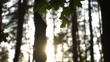 Güneş ışığı, huzurlu ve sakin bir ormanın içinden yavaşça geçer ve güzel, rahatlatıcı bir atmosfer yaratır.